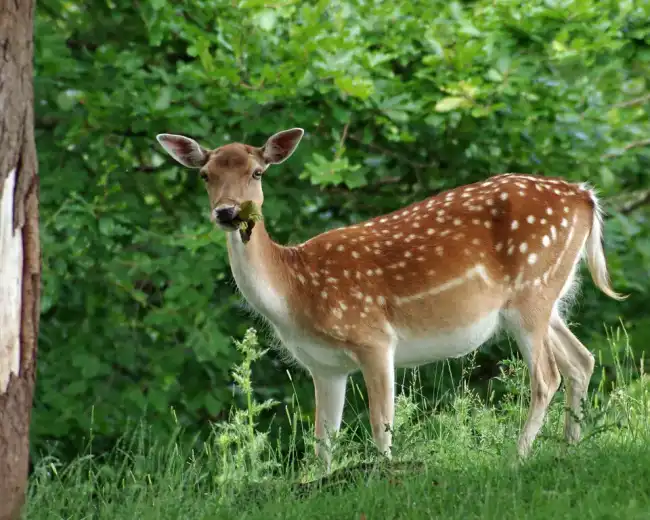 Deer